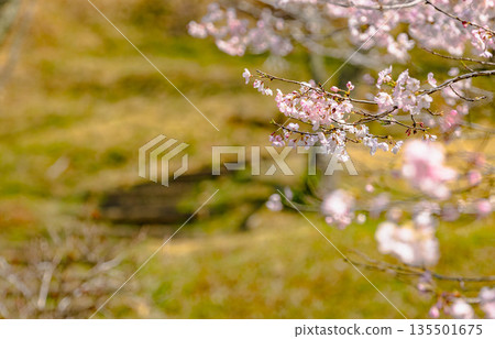西山公園(西山莊附近) 西山公園(西山莊附近) 135501675