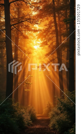 Sunlight filters through tall trees in a dense forest. The scene is illuminated with warm orange hues, creating a serene and tranquil atmosphere. 135501729