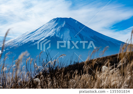 從覆蓋著銀草的大平山上眺望富士山。 135501834