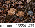 Mushrooms growing on logs 135501835