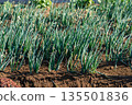 Long-tailed farm field 135501836