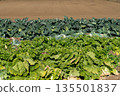 Chinese cabbage and cabbage fields 135501837