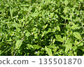Hanana bana flower 135501870