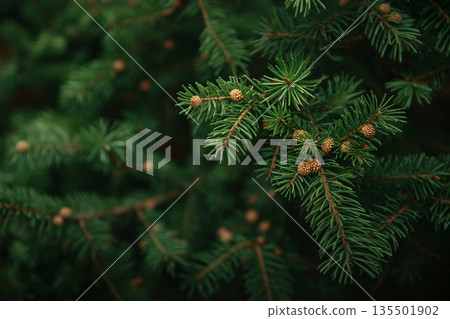 特寫鏡頭：一根帶有雄花的針葉樹枝 135501902