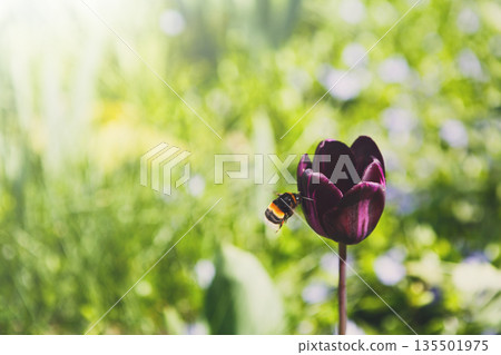 Blossom tulip, floral background, gardening. Honey bee collecting nectar from pollen of purple blooming flower, close-up, shallow depth of field Blossom tulip, floral background, gardening. Honey bee collecting nectar from pollen of purple blooming flower, close-up, shallow depth of field 135501975