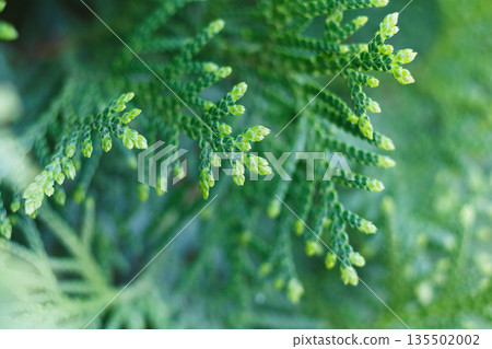Thuja green natural texture background. Decorative coniferous evergreen tree, close-up, shallow depth of field 135502002