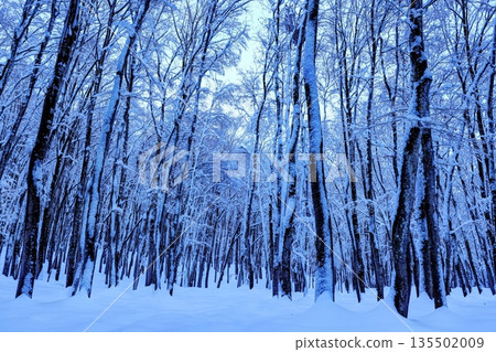 Beautiful snow forest 135502009