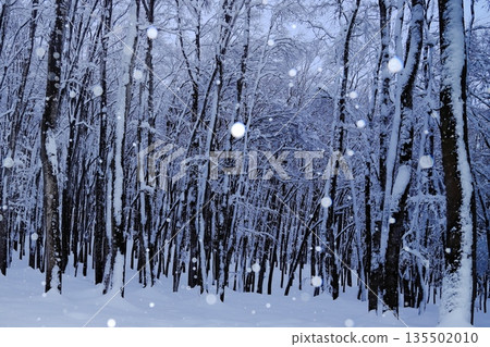 Beautiful snow forest 135502010