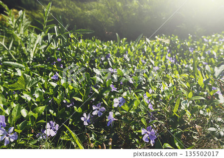 Blooming flowers, landscape design, gardening. Beautiful flower meadow in green spring garden, close-up, selective focus, copy space Blooming flowers, landscape design, gardening. Beautiful flower meadow in green spring garden, close-up, selective focus, copy space 135502017