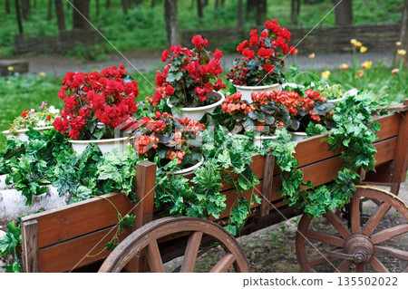 The cart with flowers. Scarlet red geranium flowerbed in retro styled old wooden wagon. Cranesbill in park landscape design, modern landscaping 135502022
