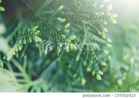 Thuja green natural texture background. Decorative coniferous evergreen tree, close-up, shallow depth of field Thuja green natural texture background. Decorative coniferous evergreen tree, close-up, shallow depth of field 135502023