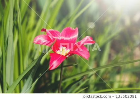 Spring holiday card, floral background. Open pink blossom tulip flower in garden, close-up, sunlight Spring holiday card, floral background. Open pink blossom tulip flower in garden, close-up, sunlight 135502081
