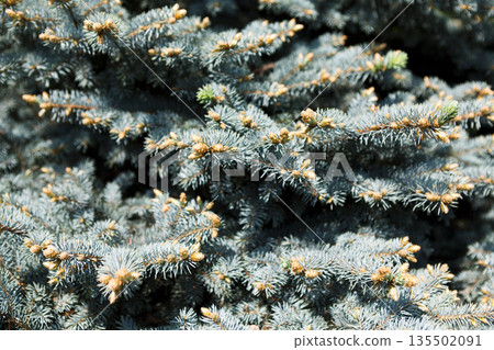 Blue spruce, landscape design, decorative plant. Decorative coniferous evergreen tree, close-up, shallow depth of field 135502091
