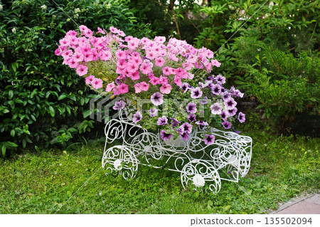 Flowerbed from forged openwork white metal with bright pink flowers. Decorative ironwork car with petunias. Modern garden decoration. 135502094