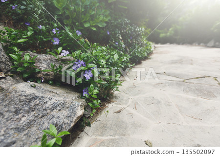 Beautiful landscape design, south resort park. Garden path in stone tiles in sunlight. Modern landscaping. Flare effect 135502097