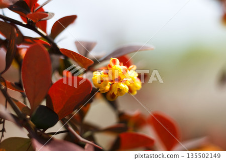 Landscape design, blossom decorative plant, gardening. Blooming barberry bush with purple leaves and yellow flowers, close-up, shallow depth of field Landscape design, blossom decorative plant, gardening. Blooming barberry bush with purple leaves and yellow flowers, close-up, shallow depth of field 135502149