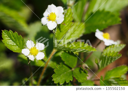 Blooming flower, floral background, gardening. Strawberry plant bush growing in green spring garden, close-up, shallow depth of field Blooming flower, floral background, gardening. Strawberry plant bush growing in green spring garden, close-up, shallow depth of field 135502150