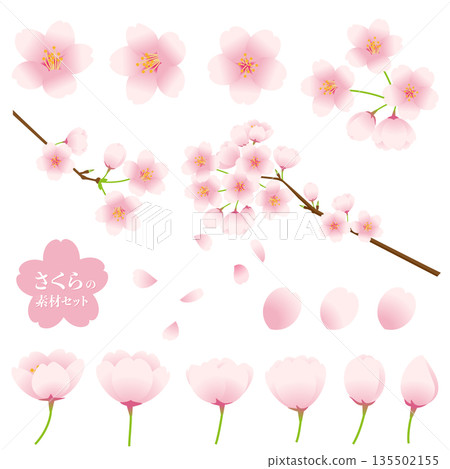Cherry blossom vector illustration set. 135502155
