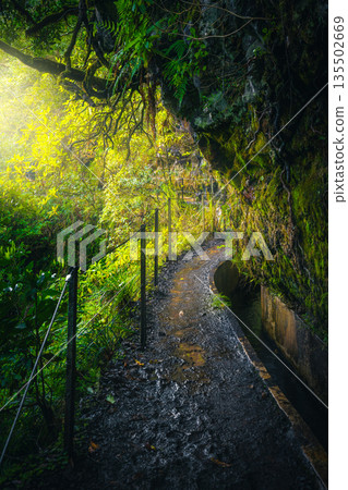 Narrow levada hiking trail near irrigation canal, Madeira Island, Portugal Narrow levada hiking trail near irrigation canal, Madeira Island, Portugal 135502669