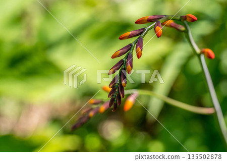 Midsummer colors: Blooming Himehiougizuisen (Daffodil) 135502878