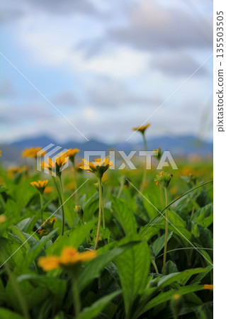 Yellow wild flowers in the rural, wedelia, a plant in the Heliantheae tribe of the Asteraceae family. Flower and nature. 135503505