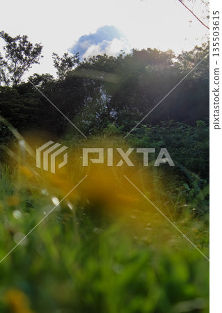 Defocused of the yellow wild flower in the rural. Rural scene and summer time. 135503615