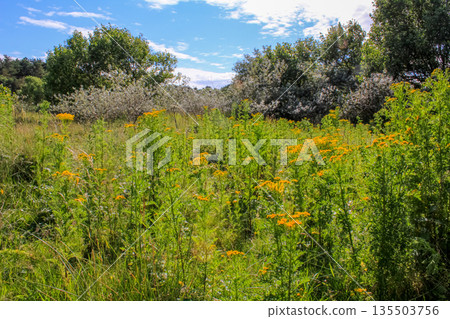 Common dandelion in the rural. Yellow wild flowers with the green grass. Nature and landscape. 135503756
