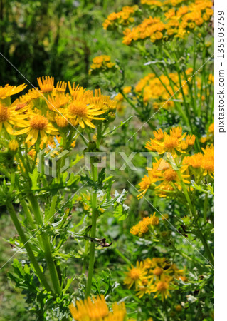 Common dandelion in the rural. Yellow wild flowers with the green grass. Nature and landscape. Common dandelion in the rural. Yellow wild flowers with the green grass. Nature and landscape. 135503759