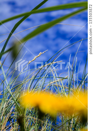 Defocused of the common dandelion in the rural against the blue sky. Nature and landscape. Defocused of the common dandelion in the rural against the blue sky. Nature and landscape. 135503872