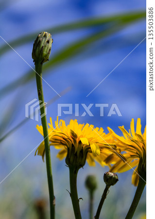 The low angle view of the common dandelion in the rural against the blue sky. Yellow wild flower in the rural. Nature and landscape 135503886