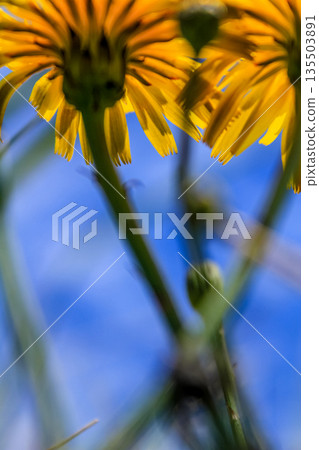 The low angle view of the common dandelion in the rural against the blue sky. Yellow wild flower in the rural. Nature and landscape The low angle view of the common dandelion in the rural against the blue sky. Yellow wild flower in the rural. Nature and landscape 135503891