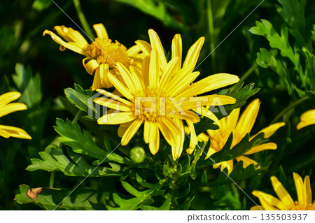 Close-up of Euryops pectinatus, yellow daisy, in the garden. Nature and landscape. 135503937