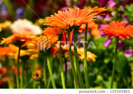Close-up of Transvaal daisy in the garden. Bright orange wild flower, daisy, in the garden. Nature and landscape. 135503963