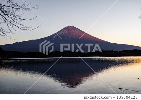 初冬時節，黎明時分，富士山在狸湖上空熠熠生輝，景色美不勝收。 135504123