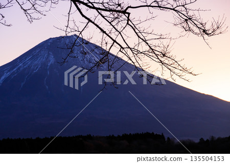 初冬時節，黎明時分，富士山在狸湖上空熠熠生輝，景色美不勝收。 135504153