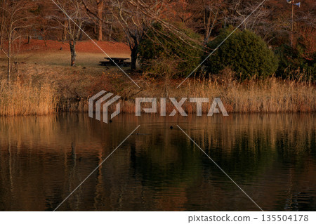 Beautiful Mount Fuji at dawn over Lake Tanuki in early winter Beautiful Mount Fuji at dawn over Lake Tanuki in early winter 135504178