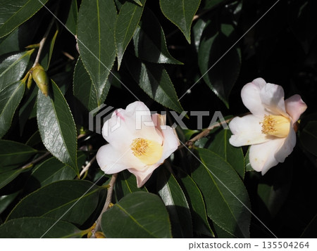 White sasanqua White sasanqua 135504264