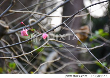 Pink plum blossom on the tree with the blurred background. Plum blossom, which is known as the meihua. Wild plum blossom in China in winter. Rural and nature scene. Pink plum blossom on the tree with the blurred background. Plum blossom, which is known as the meihua. Wild plum blossom in China in winter. Rural and nature scene. 135504343