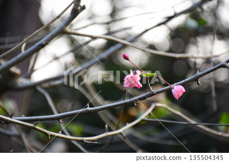 Pink plum blossom on the tree with the blurred background. Plum blossom, which is known as the meihua. Wild plum blossom in China in winter. Rural and nature scene. 135504345