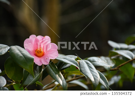 Pink Camellia Hongkongensis, the Hong Kong camellia with green background Pink Camellia Hongkongensis, the Hong Kong camellia with green background 135504372