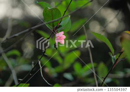 Pink plum blossom on the tree with the blurred background. Plum blossom, which is known as the meihua. Wild plum blossom in China in winter. Rural and nature scene. Pink plum blossom on the tree with the blurred background. Plum blossom, which is known as the meihua. Wild plum blossom in China in winter. Rural and nature scene. 135504397