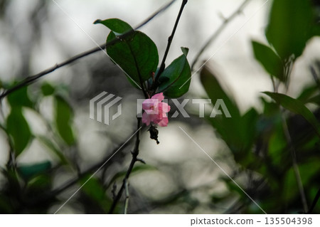 Pink plum blossom on the tree with the blurred background. Plum blossom, which is known as the meihua. Wild plum blossom in China in winter. Rural and nature scene. Pink plum blossom on the tree with the blurred background. Plum blossom, which is known as the meihua. Wild plum blossom in China in winter. Rural and nature scene. 135504398