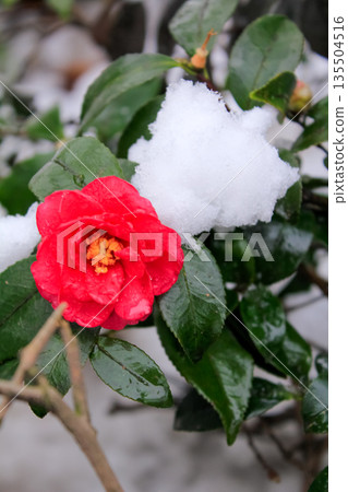 Close-up of snow camellia. Red camellia covered by snow. Close-up of snow camellia. Red camellia covered by snow. 135504516