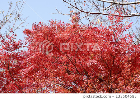 神戶布引藥草園的植物 神戶布引藥草園的植物 135504583