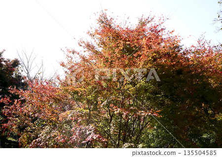神戶布引藥草園的植物 神戶布引藥草園的植物 135504585