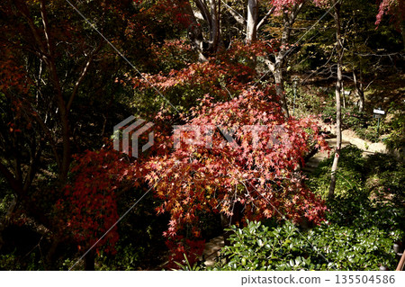 神戶布引藥草園的植物 神戶布引藥草園的植物 135504586