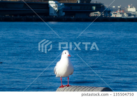 A black-headed gull resting on the railing of Yamashita Park 135504750