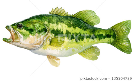 Watercolor a largemouth bass fish isolated on white background 135504789