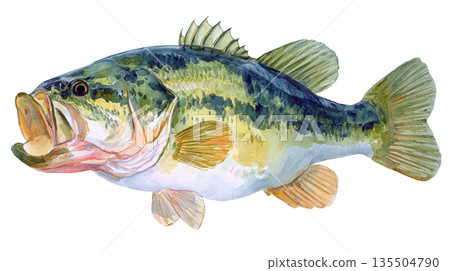 Watercolor a largemouth bass fish isolated on white background 135504790