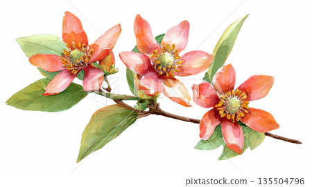 Watercolor red Carolina allspice flowers branch isolated on white background 135504796